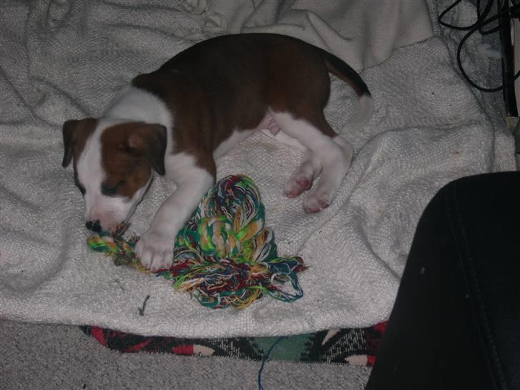 Blanding af racer Eddy billede 9