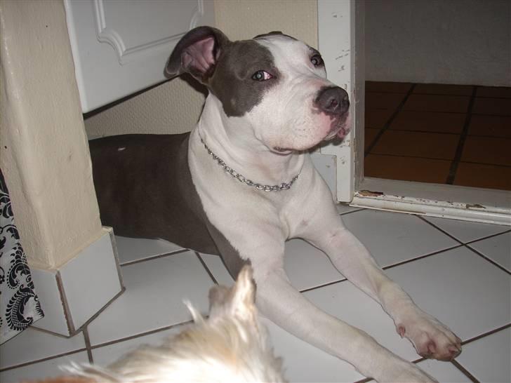 Amerikansk staffordshire terrier Akeela - Smukke Tøs.. billede 13