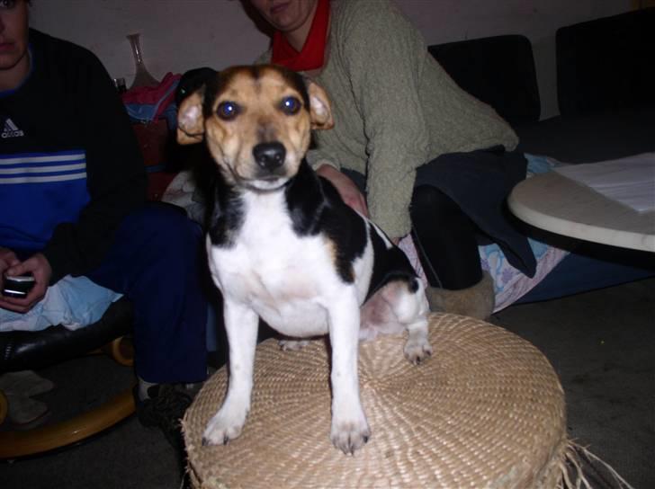 Dansk svensk gaardhund king billede 1