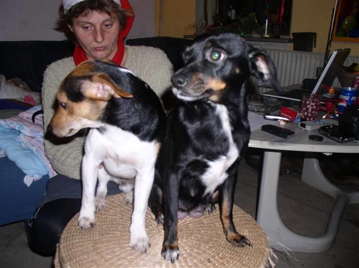 Dansk svensk gaardhund king billede 2