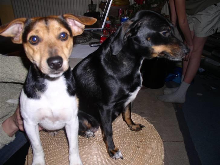 Dansk svensk gaardhund king billede 3