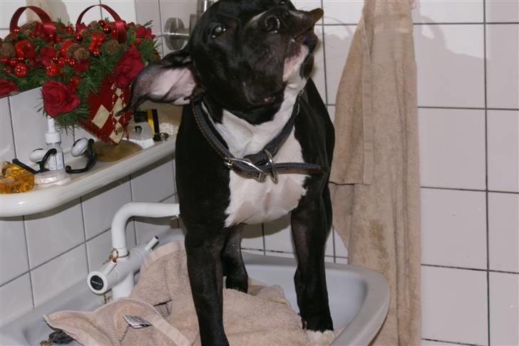 Amerikansk staffordshire terrier Zeus R.I.P 05-08-09 - Uhm det er skønt med et bad... billede 9