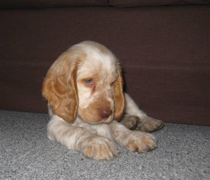 Cocker spaniel Freja r.i.p 20.1.19 - Søde Freja da hun var 8 uger:o) billede 8