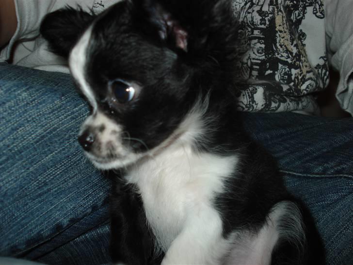 Chihuahua Noir billede 1