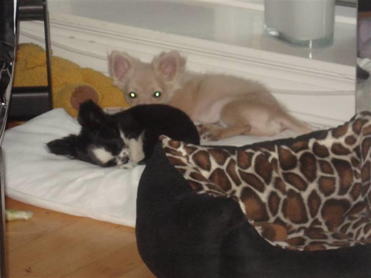 Chihuahua Noir billede 2