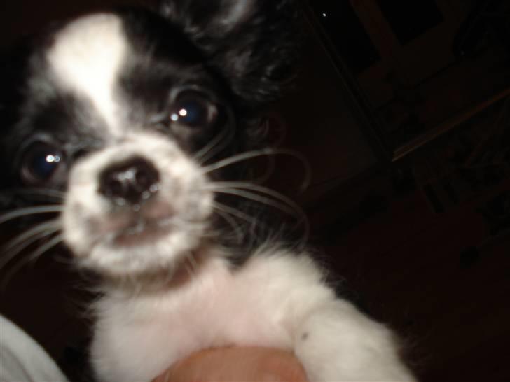 Chihuahua Noir billede 3