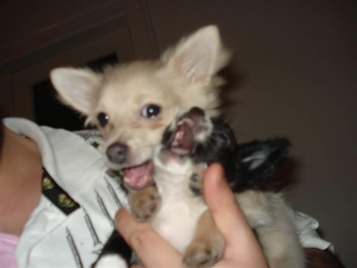 Chihuahua Noir billede 4