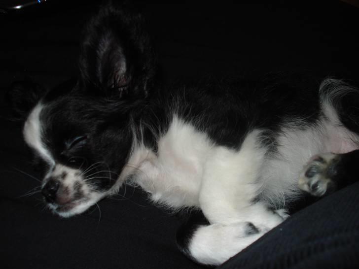 Chihuahua Noir billede 5