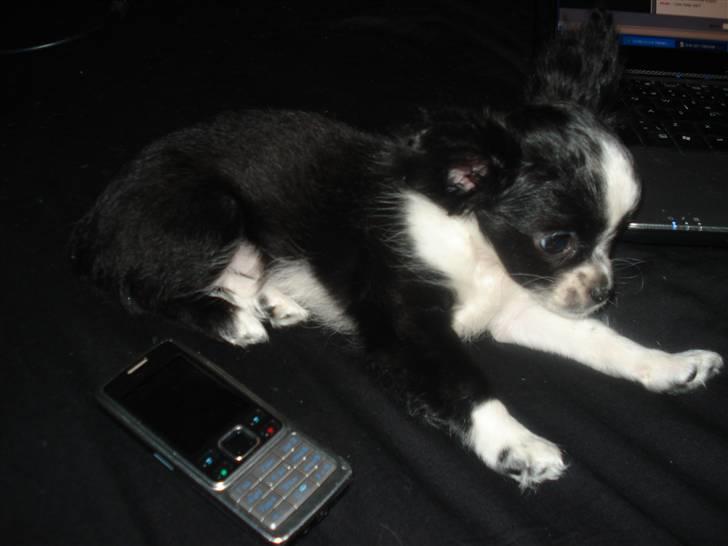 Chihuahua Noir billede 6