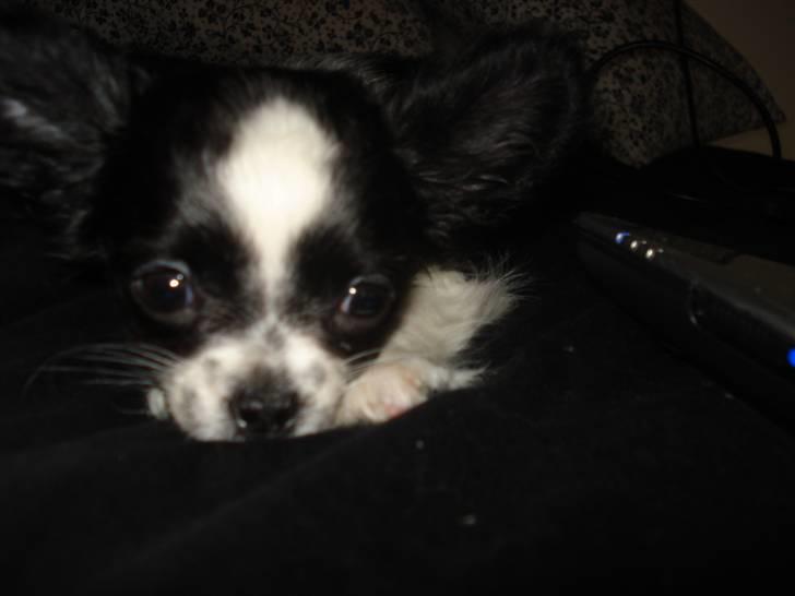 Chihuahua Noir billede 7