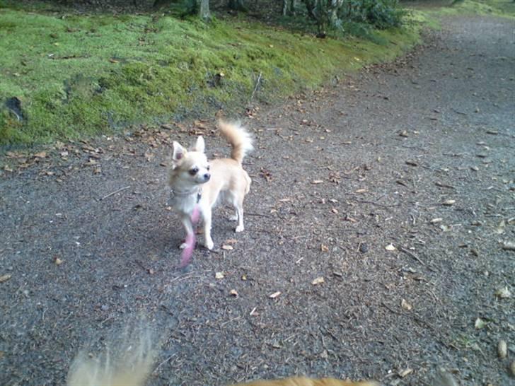 Chihuahua tulle billede 6