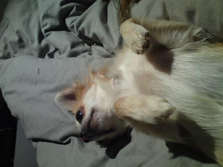 Chihuahua tulle billede 7