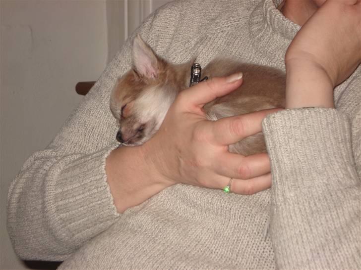 Chihuahua tulle - her putter jeg lige ved bedste :) billede 8