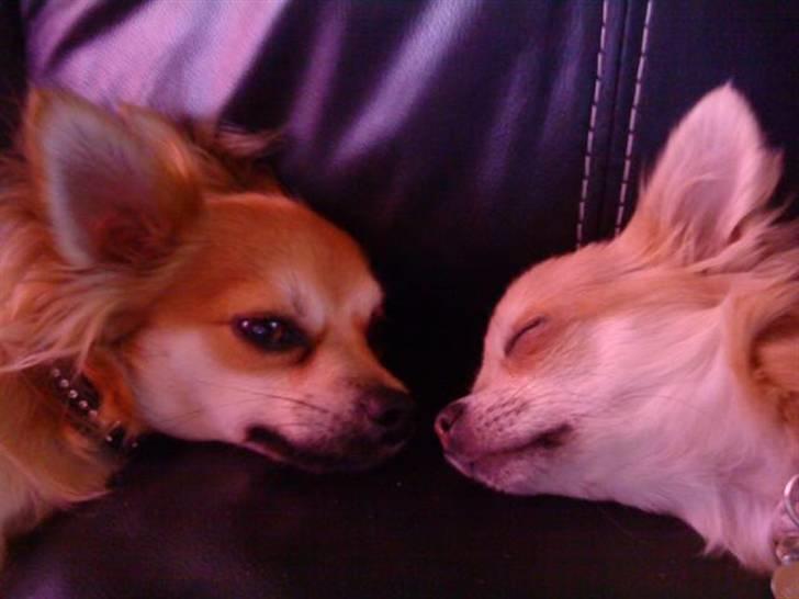 Chihuahua tulle billede 9