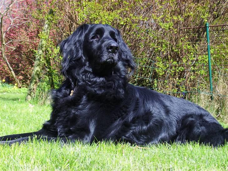 Blanding af racer Simba - død billede 18