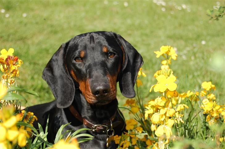 Gravhund Genie billede 1