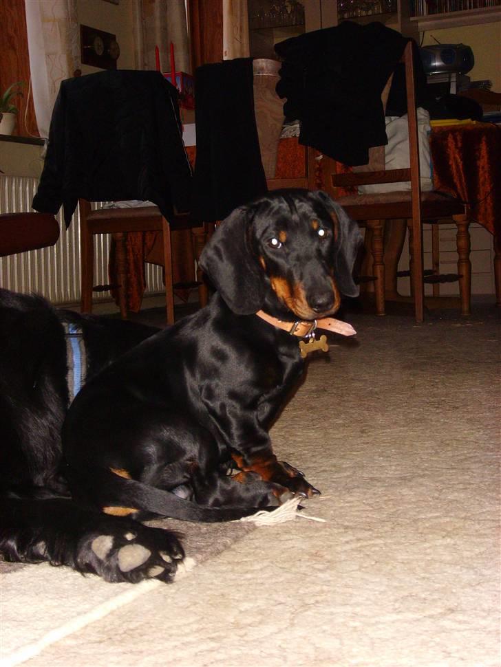 Gravhund Genie billede 2