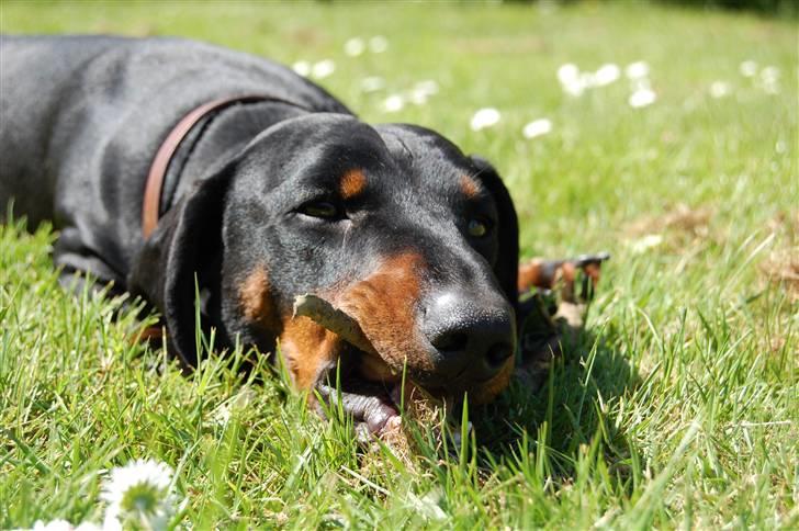 Gravhund Genie billede 3