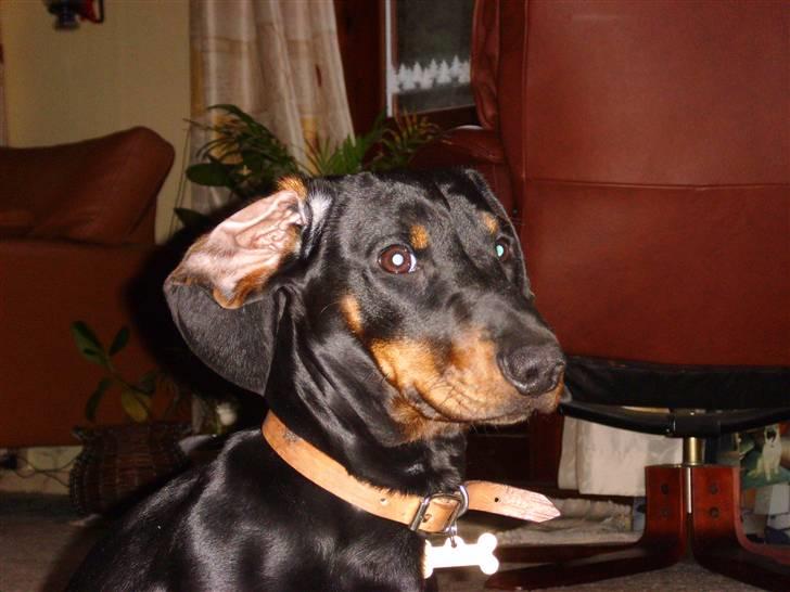 Gravhund Genie billede 4