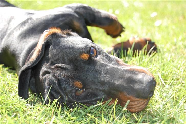 Gravhund Genie billede 5