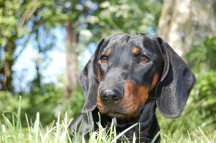 Gravhund Genie billede 6