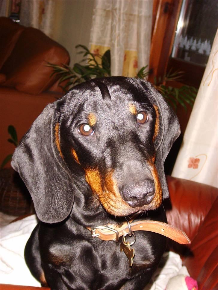 Gravhund Genie billede 7