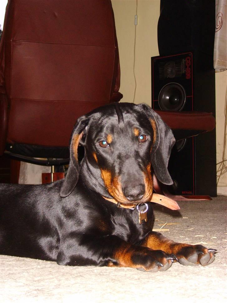 Gravhund Genie billede 9