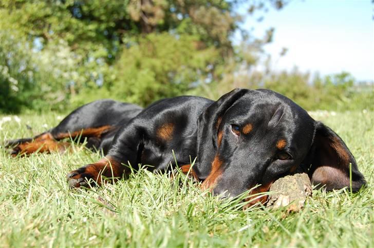 Gravhund Genie billede 10