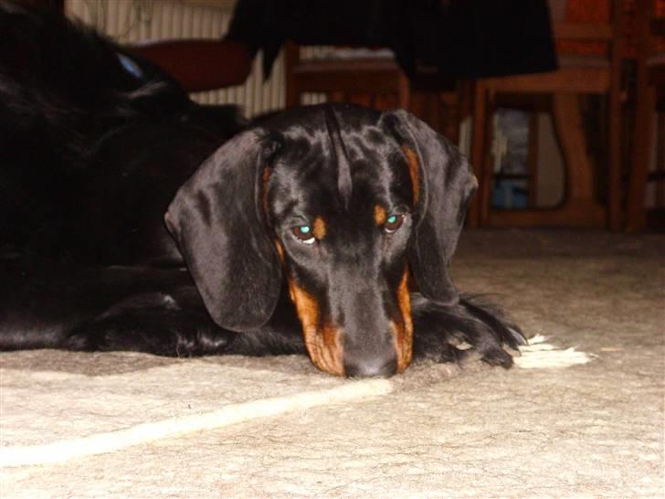 Gravhund Genie billede 11