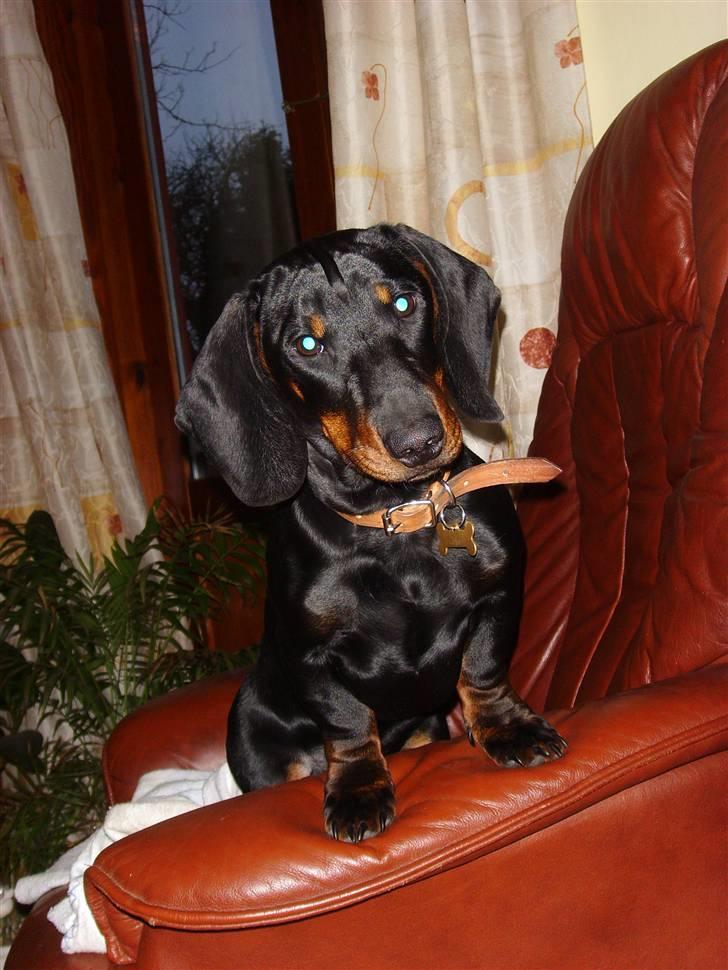 Gravhund Genie billede 12