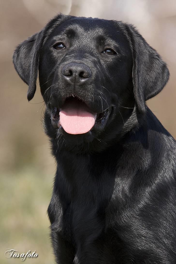 Labrador retriever Happy Tail Wag´s Tiscapa - Hejsa jeg hedder Frida billede 1