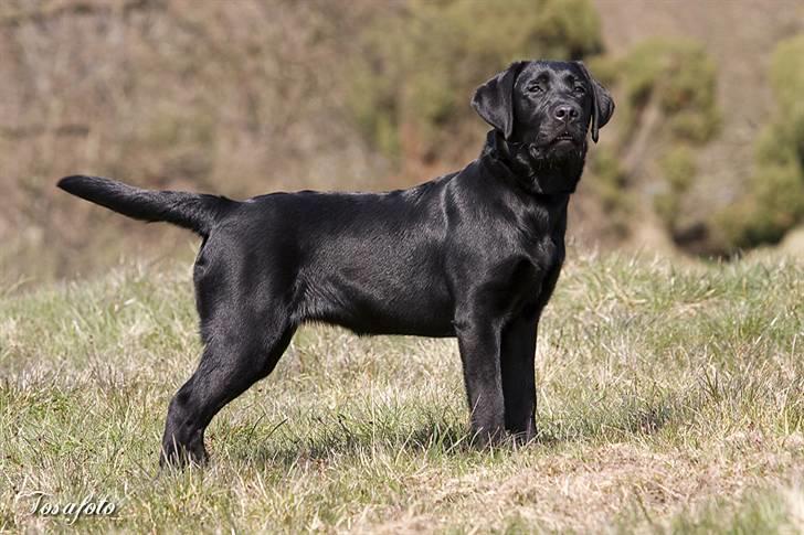 Labrador retriever Happy Tail Wag´s Tiscapa billede 2