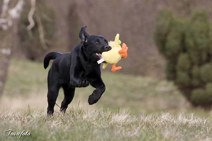 Labrador retriever Happy Tail Wag´s Tiscapa billede 3