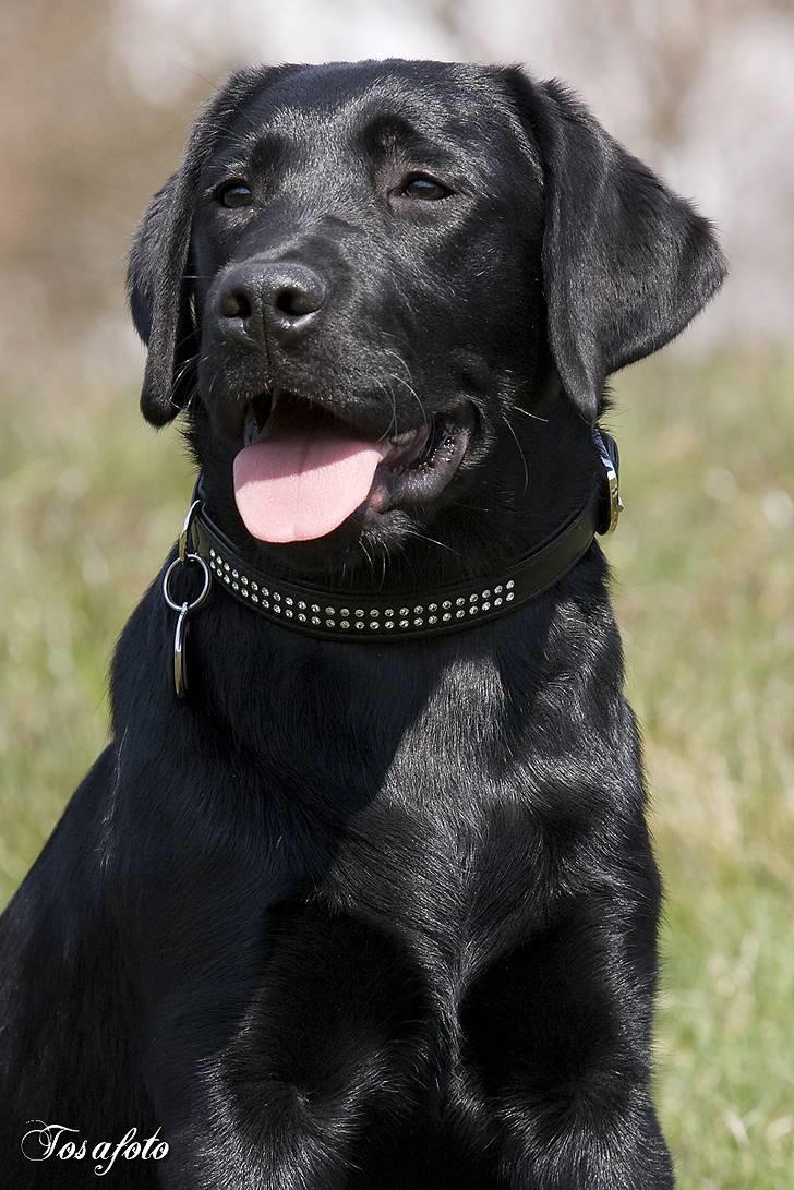 Labrador retriever Happy Tail Wag´s Tiscapa billede 4