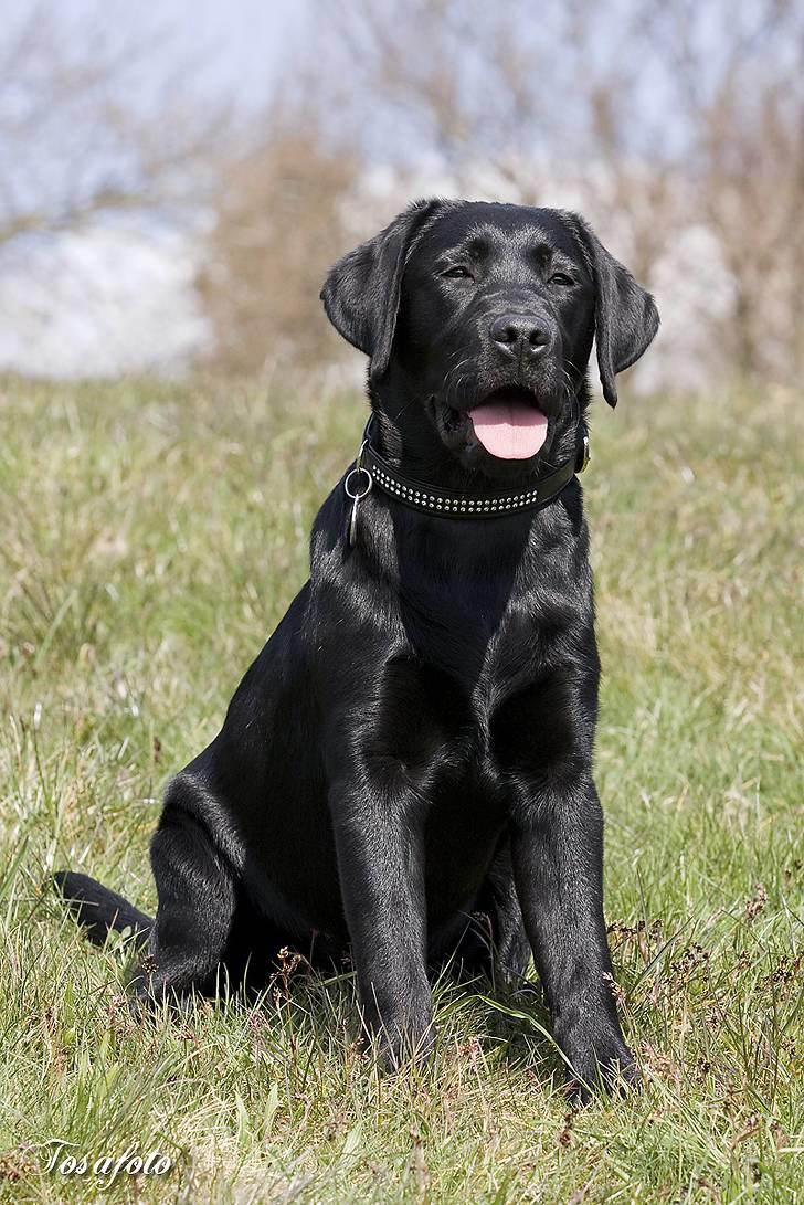 Labrador retriever Happy Tail Wag´s Tiscapa billede 5