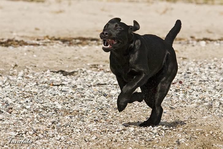 Labrador retriever Happy Tail Wag´s Tiscapa billede 6