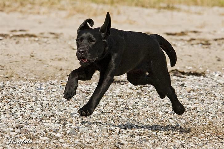 Labrador retriever Happy Tail Wag´s Tiscapa billede 7