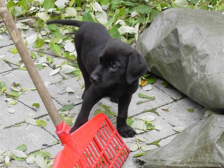 Labrador retriever Bozzo billede 1