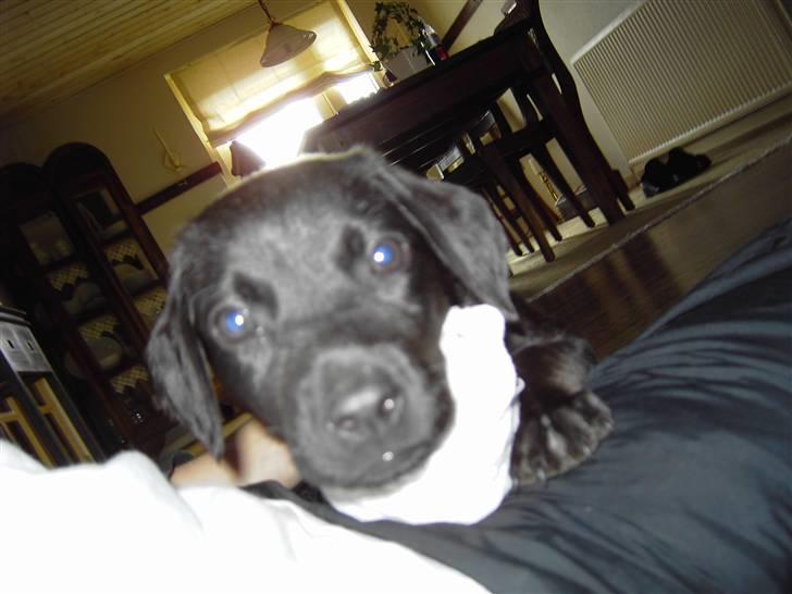 Labrador retriever Bozzo billede 2