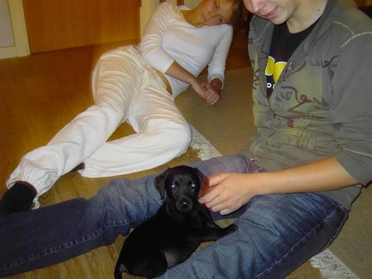 Labrador retriever Bozzo billede 3