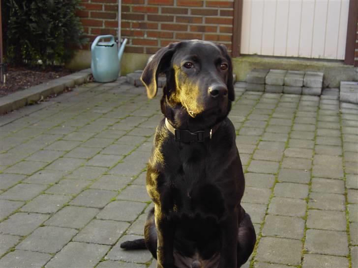 Labrador retriever Bozzo billede 4