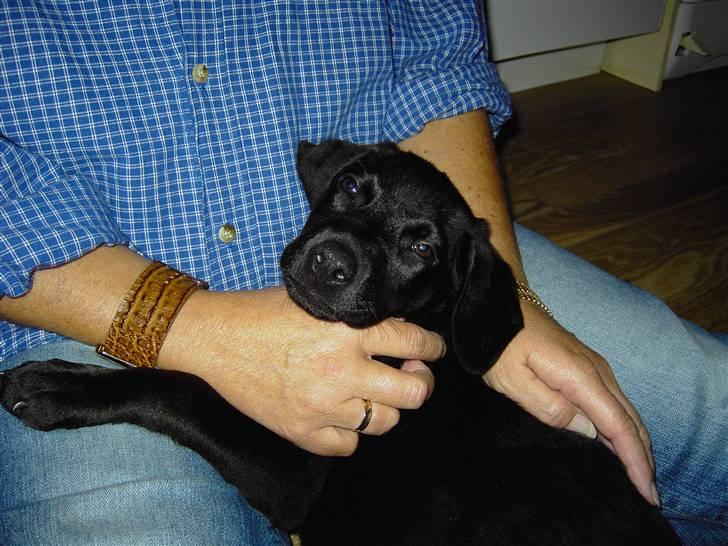 Labrador retriever Bozzo billede 5