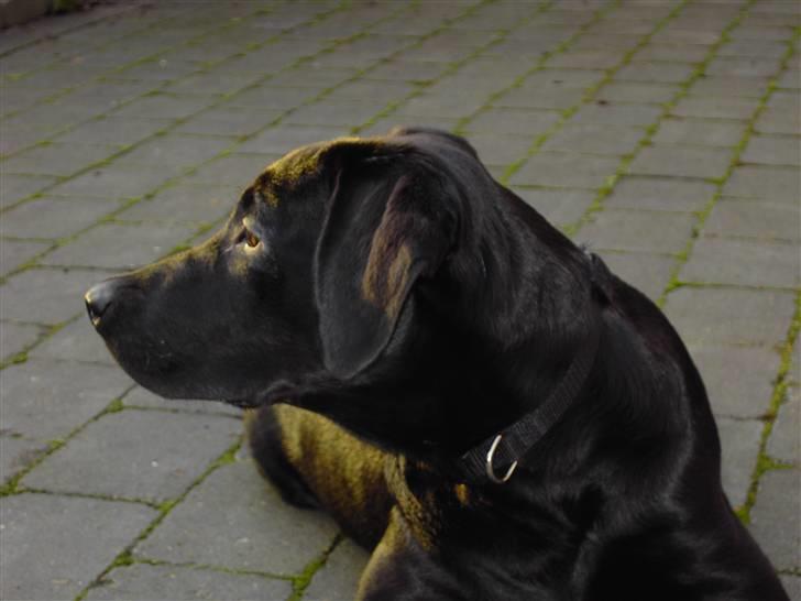 Labrador retriever Bozzo billede 6