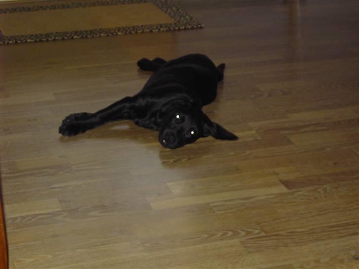 Labrador retriever Bozzo billede 7