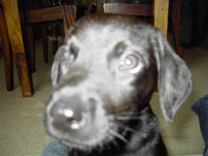 Labrador retriever Bozzo billede 8