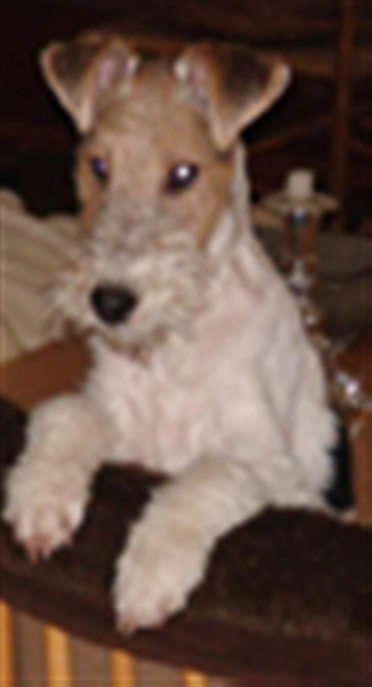 Ruhåret foxterrier Milou billede 9