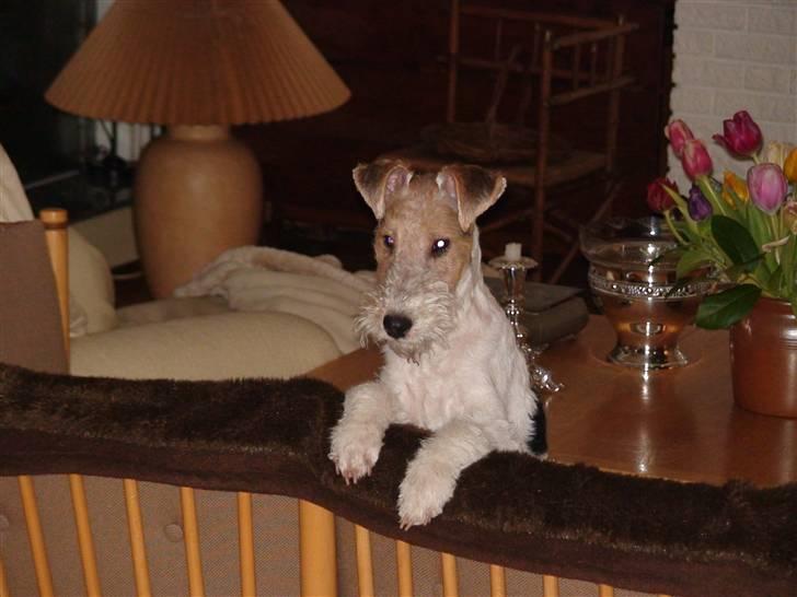 Ruhåret foxterrier Milou - Nu er jeg lidt uartig billede 10