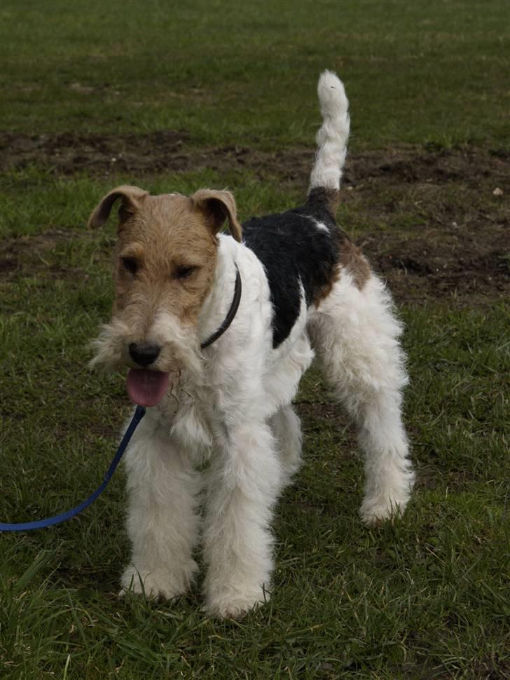 Ruhåret foxterrier Milou - Puha, har lige overstået gravprøven billede 11