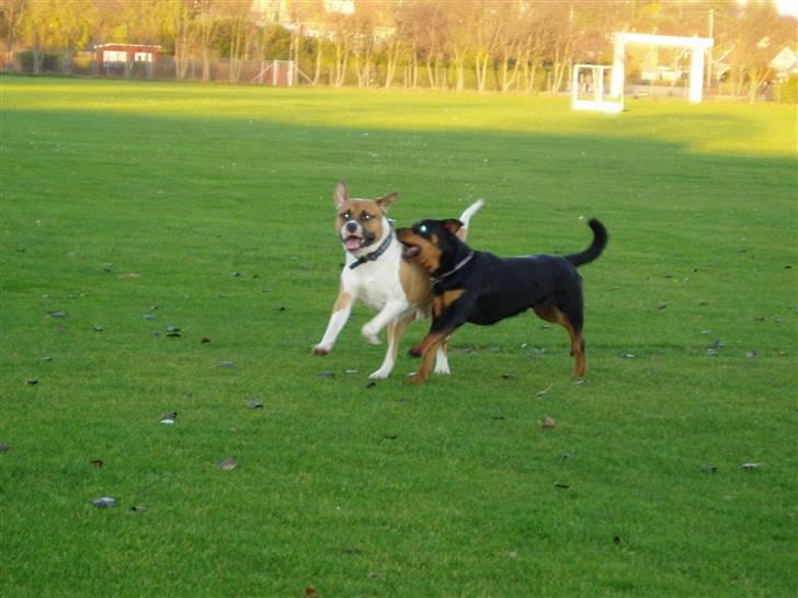 Blanding af racer Kenai - kærestens hund. billede 3
