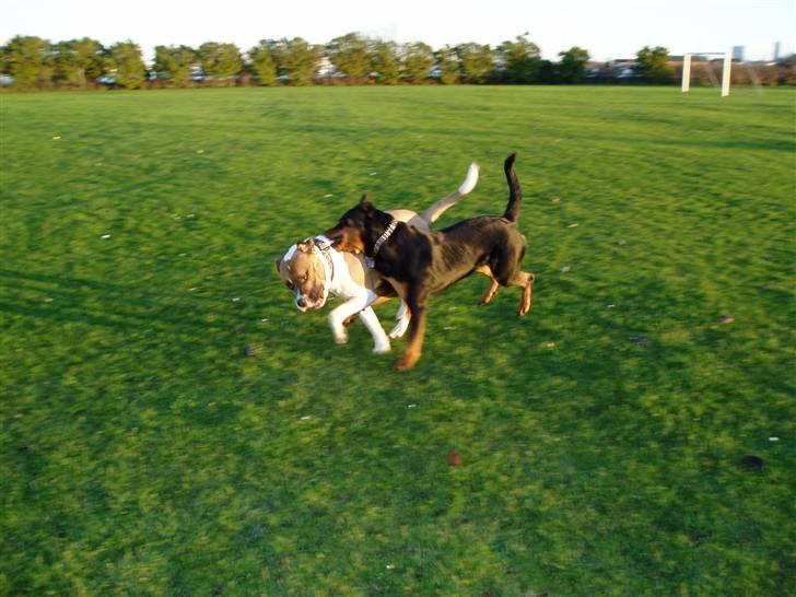 Blanding af racer Kenai billede 4